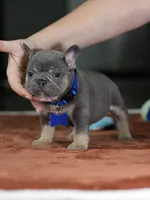 Male Blue Tan DOB 05.18.2026 | French bulldog puppy, a male French Bulldog for sale in Cumming, GA – 2 of 10