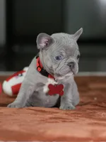Female Lilac DOB 05.18.2026 | French bulldog puppy, a female French Bulldog for sale in Cumming, GA – 7 of 9