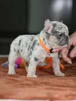 Female Lilac Merle DOB 05.18.2026 | French bulldog puppy, a female French Bulldog for sale in Cumming, GA – 8 of 9