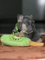 Male Blue Tan DOB 05.18.2026 | French bulldog puppy, a male French Bulldog for sale in Cumming, GA – 7 of 8