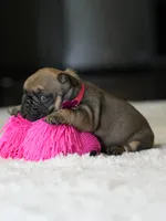Female Fawn DOB 05.22.2026 | French bulldog puppy, a female French Bulldog for sale in Cumming, GA – 3 of 10
