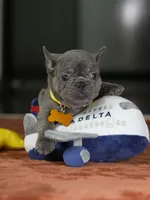Female Blue DOB 05.18.2026 | French bulldog puppy, a female French Bulldog for sale in Cumming, GA – 9 of 10