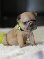 Female Fawn Merle DOB 05.22.2026 , a female French Bulldog for sale in Cumming, GA – 4 of 5