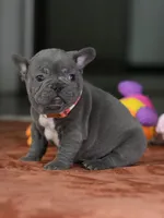 Female Blue DOB 05.18.2026 | French bulldog puppy, a female French Bulldog for sale in Cumming, GA – 4 of 8