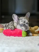 Female Lilac Merle DOB 04.27.2026 | French bulldog puppy, a female French Bulldog for sale in Cumming, GA – 5 of 10
