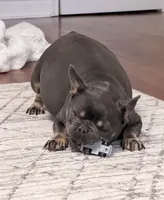 Sweet 3.5-Year-Old Female French Bulldog , a female French Bulldog for sale in Cumming, GA – 2 of 2