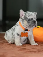 Female Lilac Merle DOB 05.18.2026 | French bulldog puppy, a female French Bulldog for sale in Cumming, GA – 3 of 9