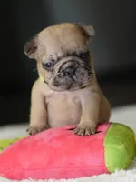 Female Fawn Merle DOB 05.22.2026 , a female French Bulldog for sale in Cumming, GA – 3 of 5