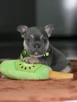 Male Blue Tan DOB 05.18.2026 | French bulldog puppy, a male French Bulldog for sale in Cumming, GA – 6 of 8
