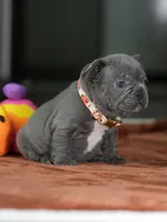 Female Blue DOB 05.18.2026 | French bulldog puppy, a female French Bulldog for sale in Cumming, GA – 5 of 8