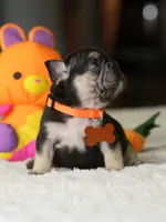 Female Chocolate Tan DOB 05.22.2026 | French bulldog puppy, a female French Bulldog for sale in Cumming, GA – 6 of 8