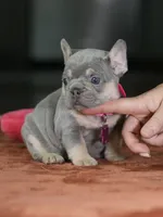 Female Lilac Tan DOB 05.18.2026 | French bulldog puppy, a female French Bulldog for sale in Cumming, GA – 5 of 9