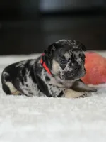 Female Black Merle DOB 05.22.2026 | French bulldog puppy, a female French Bulldog for sale in Cumming, GA – 8 of 8
