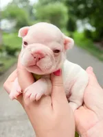 Platinum French Bulldog Boy DOB 06.09.2026, a female French Bulldog for sale in Cumming, GA – 7 of 7