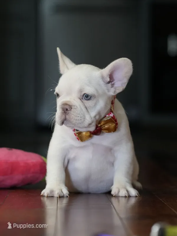 Female Cream DOB 04.27.2026 | French bulldog puppy – French Bulldog puppy for sale in Cumming, GA