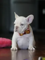 Female Cream DOB 04.27.2026 | French bulldog puppy, a female French Bulldog for sale in Cumming, GA – 1 of 9