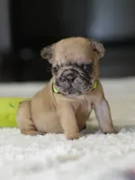 Female Fawn Merle DOB 05.22.2026 , a female French Bulldog for sale in Cumming, GA – 2 of 5