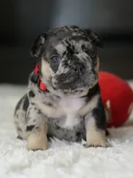 Female Black Merle DOB 05.22.2026 | French bulldog puppy, a female French Bulldog for sale in Cumming, GA – 6 of 8