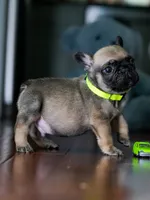 Female Fawn DOB 05.22.2026 | French bulldog puppy, a male French Bulldog for sale in Cumming, GA – 7 of 9