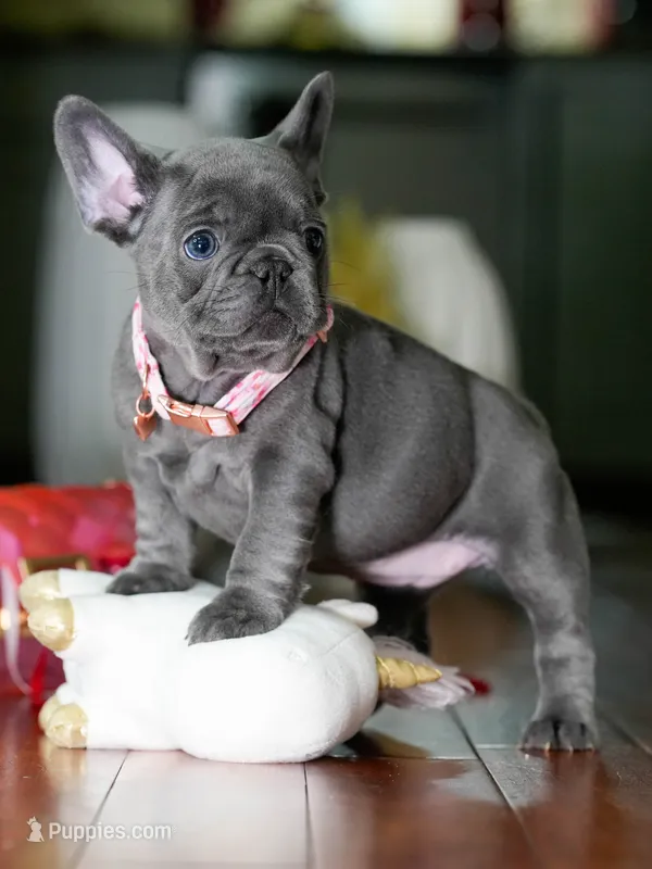 Female Blue DOB 05.18.2026 | French bulldog puppy – French Bulldog puppy for sale in Cumming, GA