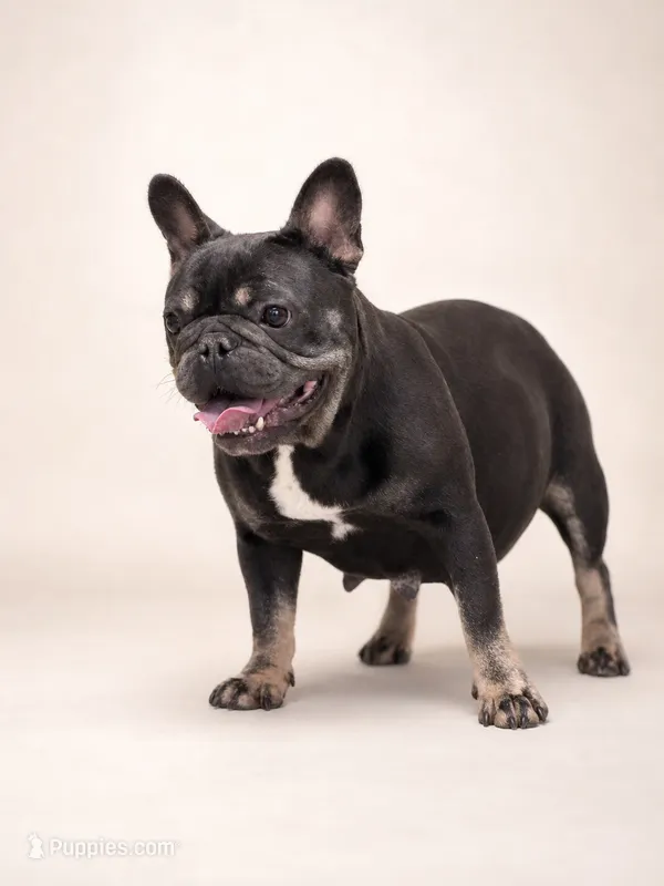 Sweet 3.5-Year-Old Female French Bulldog  – French Bulldog puppy for sale in Cumming, GA