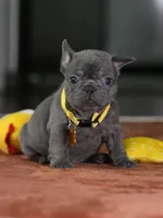 Female Blue DOB 05.18.2026 | French bulldog puppy, a female French Bulldog for sale in Cumming, GA – 5 of 10