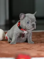 Female Lilac DOB 05.18.2026 | French bulldog puppy, a female French Bulldog for sale in Cumming, GA – 8 of 9