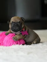 Female Fawn DOB 05.22.2026 | French bulldog puppy, a female French Bulldog for sale in Cumming, GA – 5 of 10