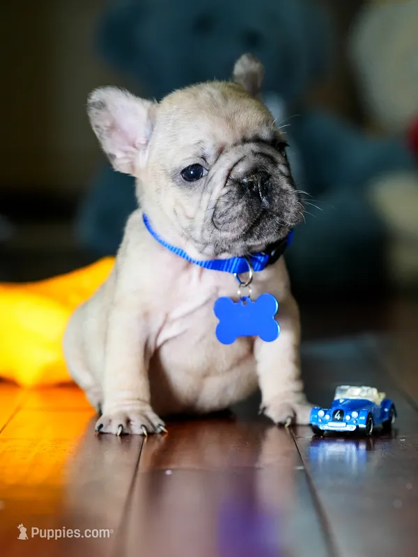 Female Fawn Merle DOB 05.22.2026  – French Bulldog puppy for sale in Cumming, GA