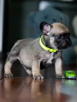Female Fawn DOB 05.22.2026 | French bulldog puppy, a male French Bulldog for sale in Cumming, GA – 5 of 9