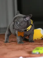 Female Blue DOB 05.18.2026 | French bulldog puppy, a female French Bulldog for sale in Cumming, GA – 2 of 10