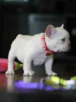 Female Cream DOB 04.27.2026 | French bulldog puppy, a female French Bulldog for sale in Cumming, GA – 9 of 9