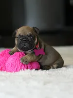 Female Fawn DOB 05.22.2026 | French bulldog puppy, a female French Bulldog for sale in Cumming, GA – 2 of 10
