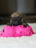 Female Fawn DOB 05.22.2026 | French bulldog puppy, a female French Bulldog for sale in Cumming, GA – 4 of 10