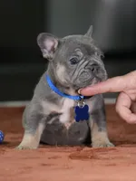Male Blue Tan DOB 05.18.2026 | French bulldog puppy, a male French Bulldog for sale in Cumming, GA – 4 of 10