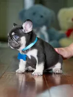 Male Chocolate Tan DOB 05.22.2026 | French bulldog puppy, a male French Bulldog for sale in Cumming, GA – 2 of 8