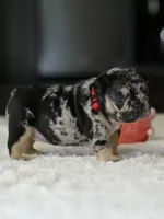 Female Black Merle DOB 05.22.2026 | French bulldog puppy, a female French Bulldog for sale in Cumming, GA – 4 of 8