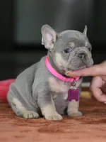 Female Lilac Tan DOB 05.18.2026 | French bulldog puppy, a female French Bulldog for sale in Cumming, GA – 9 of 9