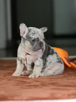Female Lilac Merle DOB 05.18.2026 | French bulldog puppy, a female French Bulldog for sale in Cumming, GA – 6 of 9