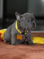Female Blue DOB 05.18.2026 | French bulldog puppy, a female French Bulldog for sale in Cumming, GA – 6 of 10
