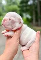 Platinum French Bulldog Girl DOB 06.09.2026, a female French Bulldog for sale in Cumming, GA – 4 of 7