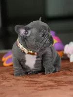 Female Blue DOB 05.18.2026 | French bulldog puppy, a female French Bulldog for sale in Cumming, GA – 2 of 8