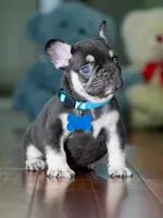 Male Chocolate Tan DOB 05.22.2026 | French bulldog puppy, a male French Bulldog for sale in Cumming, GA – 4 of 8