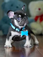 Male Chocolate Tan DOB 05.22.2026 | French bulldog puppy, a male French Bulldog for sale in Cumming, GA – 6 of 8