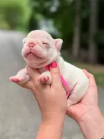 Female Platinum French Bulldog Puppy DOB 06.09.2026, a female French Bulldog for sale in Cumming, GA – 4 of 4