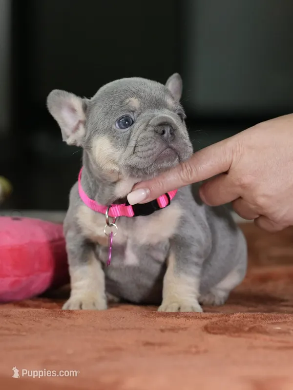 Female Lilac Tan DOB 05.18.2026 | French bulldog puppy – French Bulldog puppy for sale in Cumming, GA