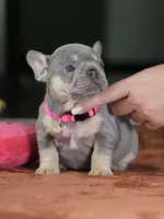 Female Lilac Tan DOB 05.18.2026 | French bulldog puppy, a female French Bulldog for sale in Cumming, GA – 1 of 9