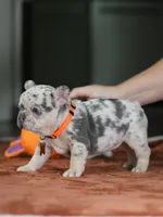 Female Lilac Merle DOB 05.18.2026 | French bulldog puppy, a female French Bulldog for sale in Cumming, GA – 9 of 9