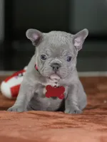 Female Lilac DOB 05.18.2026 | French bulldog puppy, a female French Bulldog for sale in Cumming, GA – 6 of 9