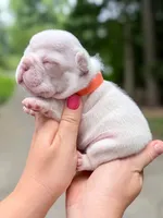 Platinum French Bulldog Girl DOB 06.09.2026, a female French Bulldog for sale in Cumming, GA – 6 of 7